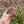 Load image into Gallery viewer, Baby Marginated Tortoise
