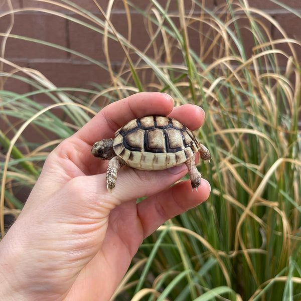 Baby Marginated Tortoise