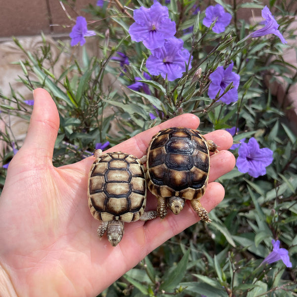 Baby Marginated Tortoise
