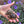 Load image into Gallery viewer, Baby Marginated Tortoise