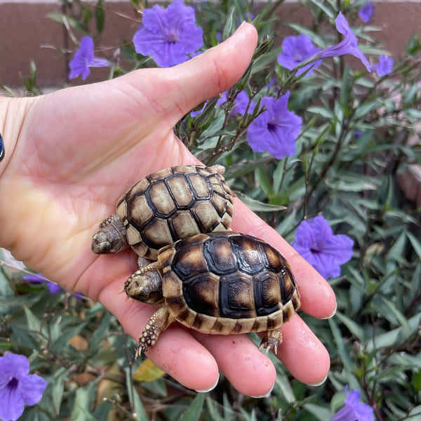 Baby Marginated Tortoise