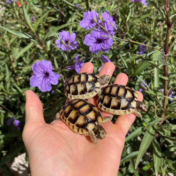 Baby Marginated Tortoise