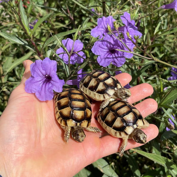 Baby Marginated Tortoise