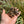 Load image into Gallery viewer, Baby Marginated Tortoise