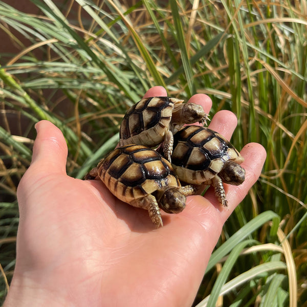 Baby Marginated Tortoise