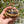 Load image into Gallery viewer, Leopard Tortoise (Pardalis Babcocki) Well Started #B1