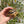 Load image into Gallery viewer, Leopard Tortoise (Pardalis Babcocki) Well Started #B1