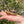 Load image into Gallery viewer, Leopard Tortoise (Pardalis Babcocki) Well Started #B1