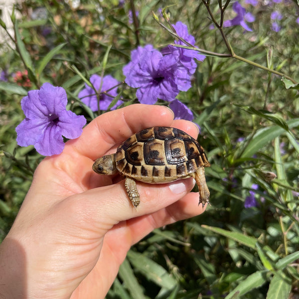 Syrian Greek Tortoise