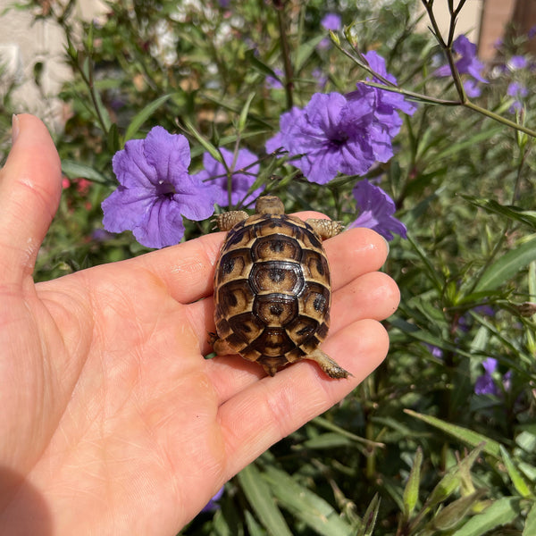 Syrian Greek Tortoise