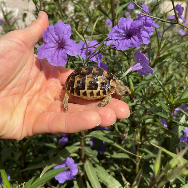 Syrian Greek Tortoise