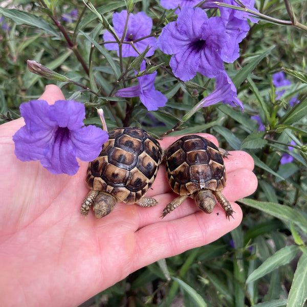 Syrian Greek Tortoise