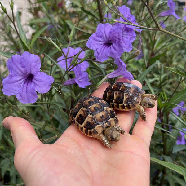 Syrian Greek Tortoise