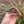 Load image into Gallery viewer, Syrian Greek Tortoise