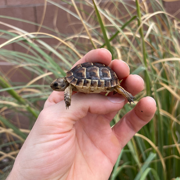 Syrian Greek Tortoise