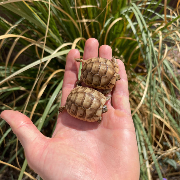 Golden Greek Tortoise