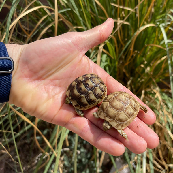 Golden Greek Tortoise