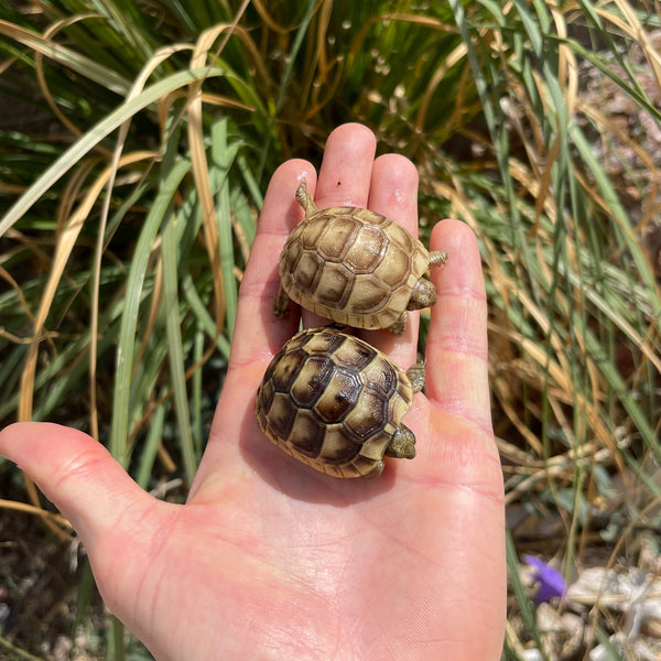 Golden Greek Tortoise