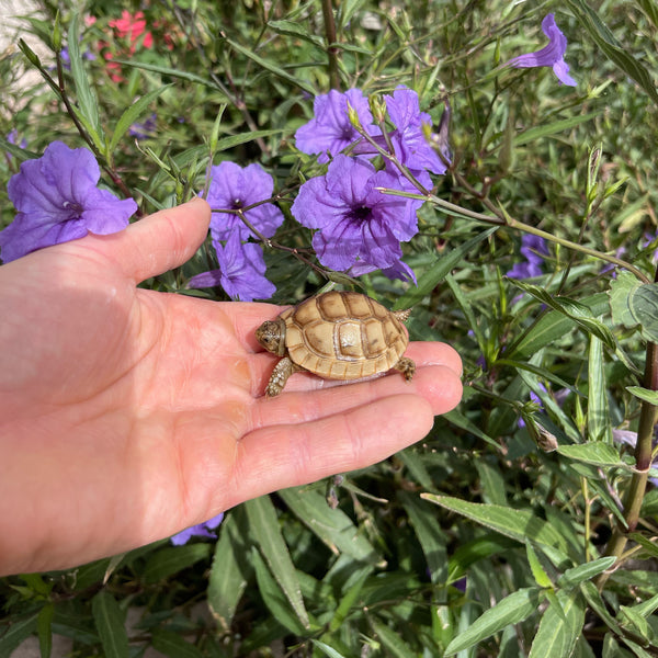 Golden Greek Tortoise