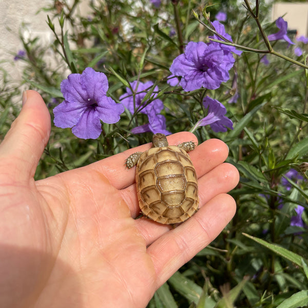 Golden Greek Tortoise