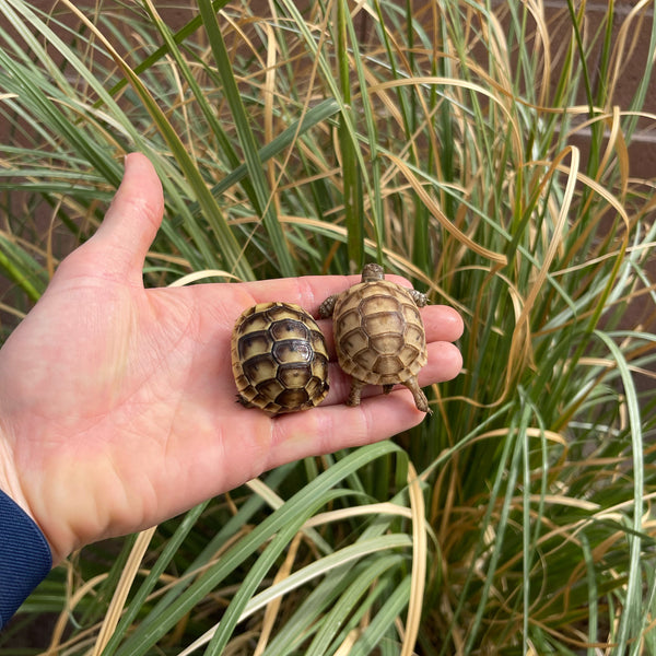 Golden Greek Tortoise