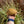 Load image into Gallery viewer, Golden Greek Tortoise