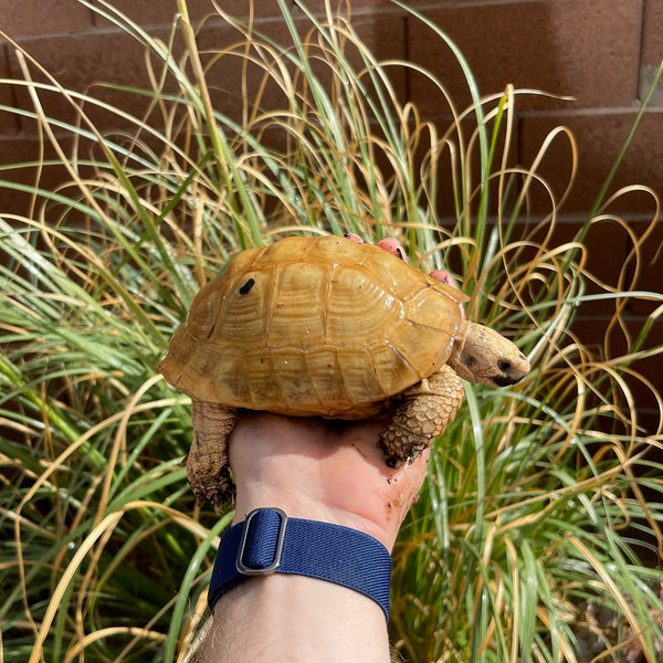 Golden Greek Tortoise