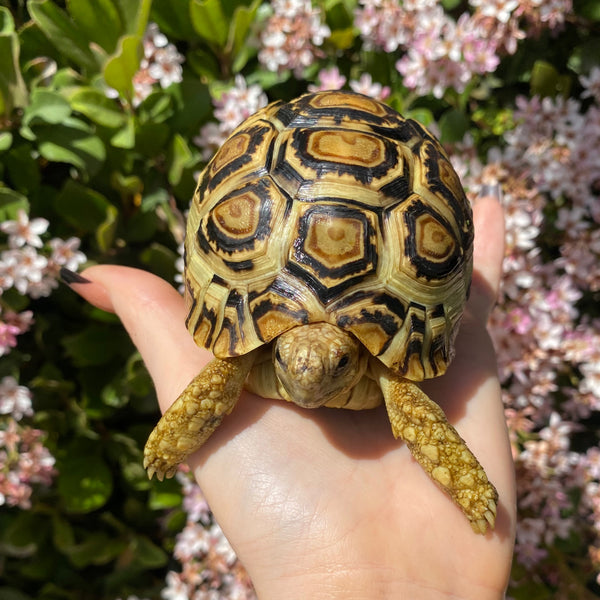 Leopard Tortoise (Pardalis Babcocki) #L6