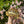 Load image into Gallery viewer, Leopard Tortoise (Pardalis Babcocki) #L6