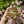 Load image into Gallery viewer, Leopard Tortoise (Pardalis Babcocki) #L6