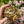 Load image into Gallery viewer, Leopard Tortoise (Pardalis Babcocki) #L6