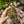 Load image into Gallery viewer, Leopard Tortoise (Pardalis Babcocki) #L6