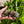 Load image into Gallery viewer, Cherryhead Tortoise