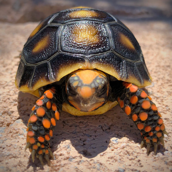 Redfoot Tortoise
