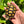 Load image into Gallery viewer, Cherryhead Tortoise