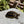 Load image into Gallery viewer, Redfoot Tortoise
