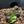 Load image into Gallery viewer, Sri Lankan Star Tortoise