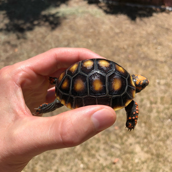 Redfoot Tortoise