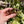 Load image into Gallery viewer, Redfoot Tortoise