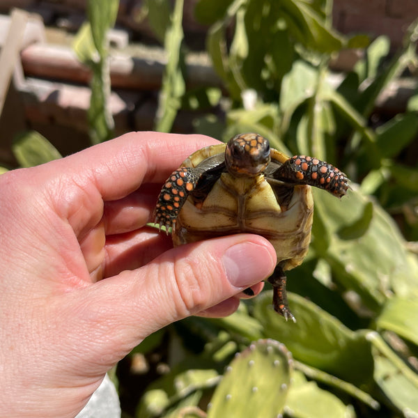 Redfoot Tortoise