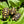Load image into Gallery viewer, Cherryhead Tortoise