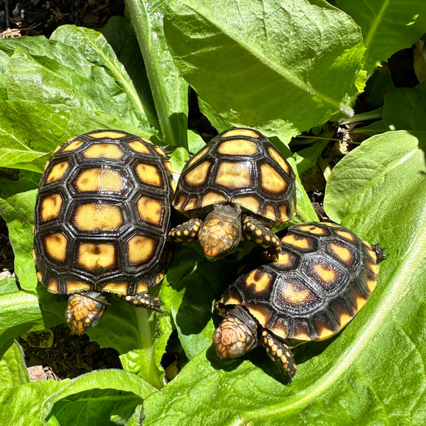 Cherryhead Tortoise