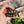 Load image into Gallery viewer, Cherryhead Tortoise