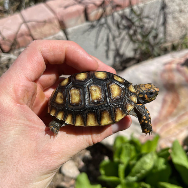 Cherryhead Tortoise