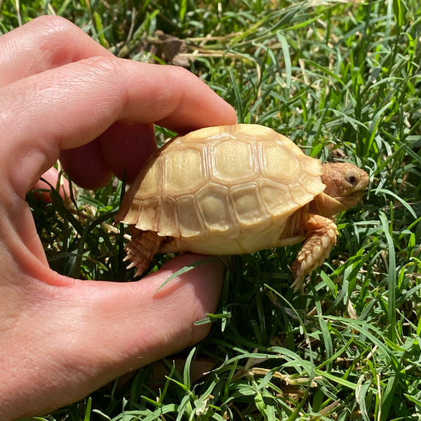 Ivory Sulcata Tortoise