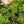 Load image into Gallery viewer, Broadleaf and Flower Browsing Seed Mix