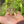 Load image into Gallery viewer, Split/ Mis-Scute Sulcata Tortoise