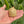 Load image into Gallery viewer, Split Scute Ivory Sulcata Tortoise