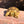 Load image into Gallery viewer, Golden Greek Tortoise
