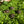 Load image into Gallery viewer, Leopard Tortoise (Pardalis Babcocki)